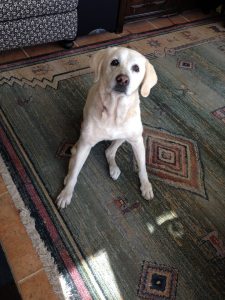 10959638_10206150247898111_6694905304422079577_n